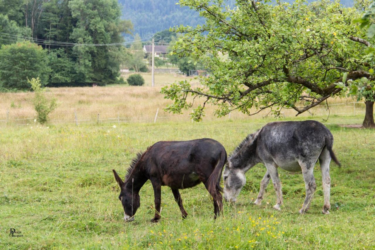 Roulotte Le Temps De Rever Bed & Breakfast Saint-Michel-sur-Meurthe Eksteriør bilde