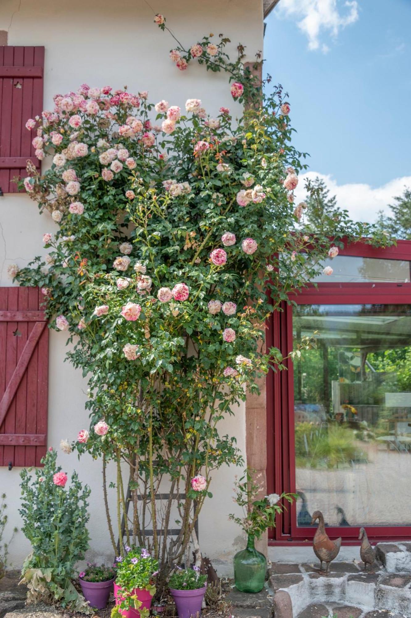 Roulotte Le Temps De Rever Bed & Breakfast Saint-Michel-sur-Meurthe Eksteriør bilde